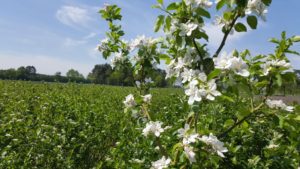Blütezeit auf der Aronia Plantage Blütezeit auf der Aronia Plantage