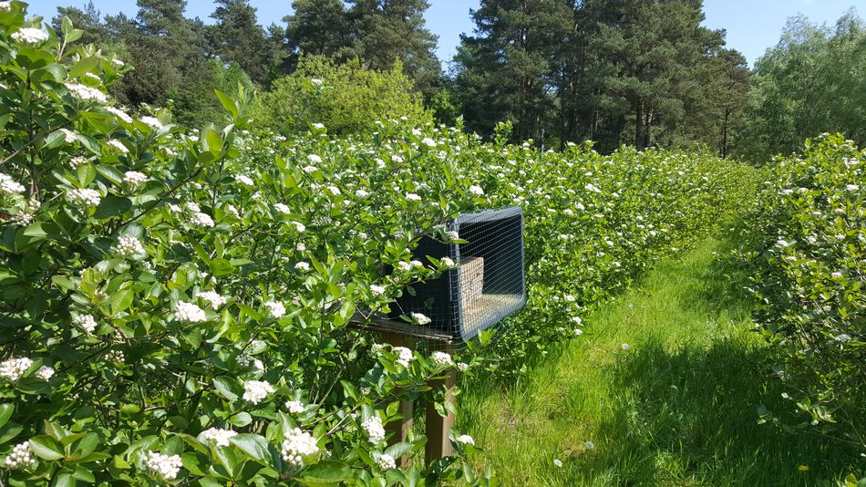 Wildbienen in der Aronia Plantage Wildbienen in der Aronia Plantage