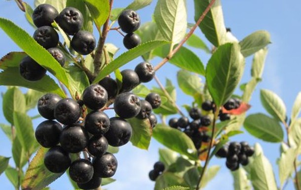 Aronia Pflanzen Aroniapflanzen für Garten und Balkon
