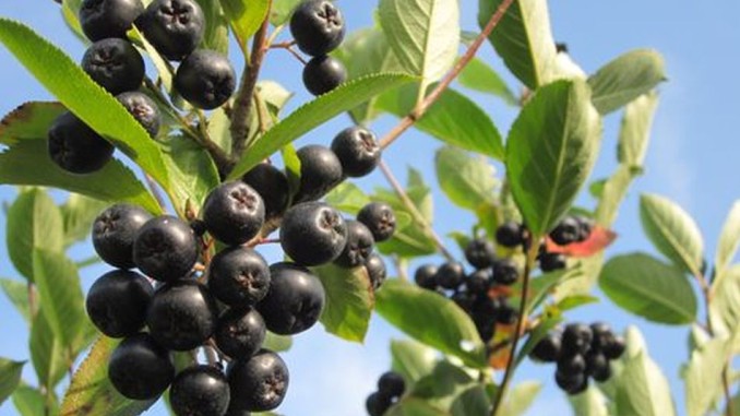 Aronia Pflanzen Aronia Pflanzen