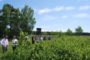 Aronia Seminare