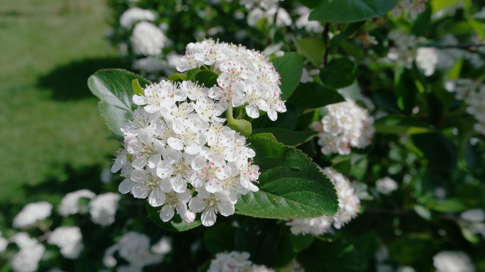 Aronia Apfelbeere Blüte