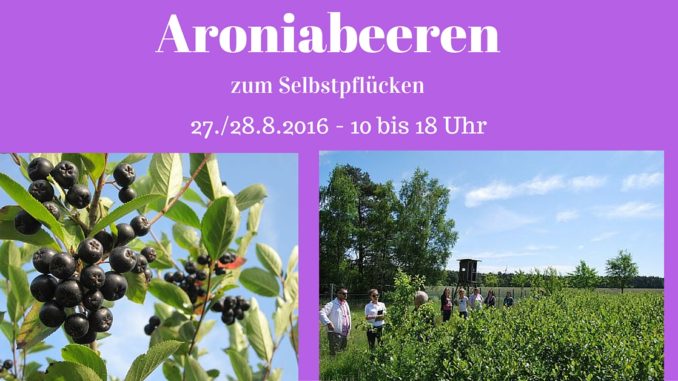 Aroniabeeren zum Selbstpflücken Aroniabeeren zum Selbstpflücken