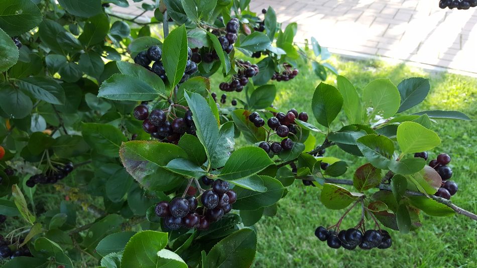 Aronia Pflanzen Nero Ertrag