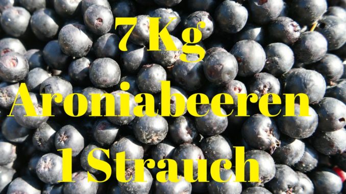 Aronia Ertrag pro Pflanze Aronia Ertrag pro Pflanze