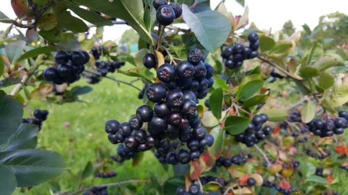 Bio Aronia Pflanzen Bio Aronia Pflanzen