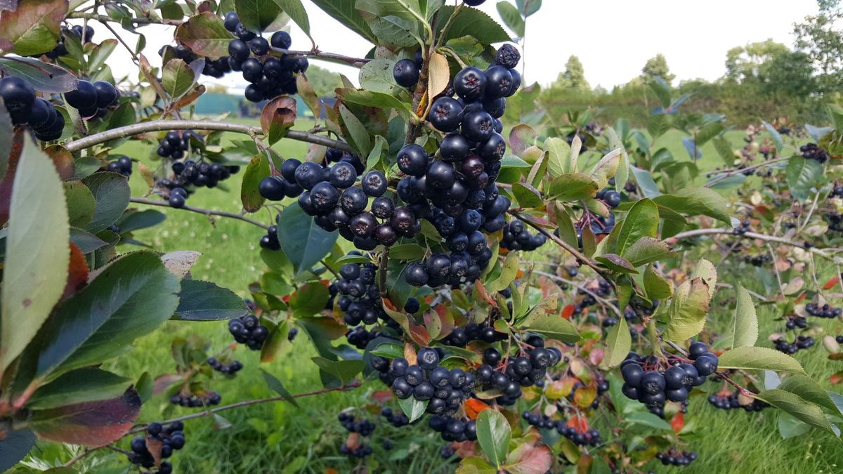 Bio Aronia Pflanzen Verkauf