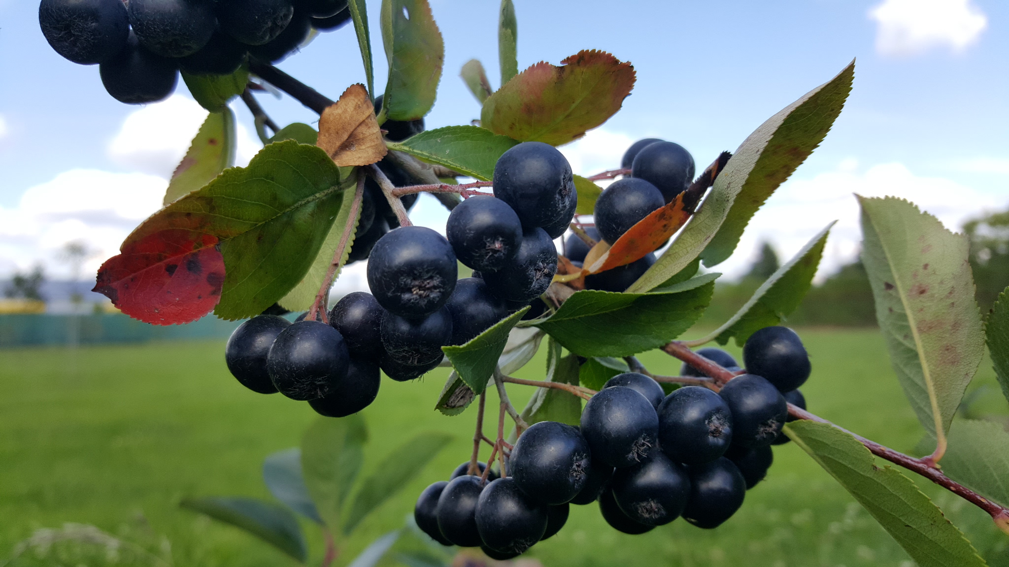 Aronia Pflanzen im Garten