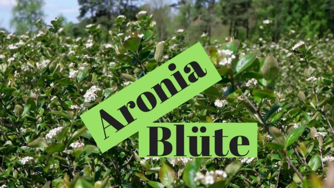 Aronia Blüte Aronia Plantage Aronia Blüte Aronia Plantage