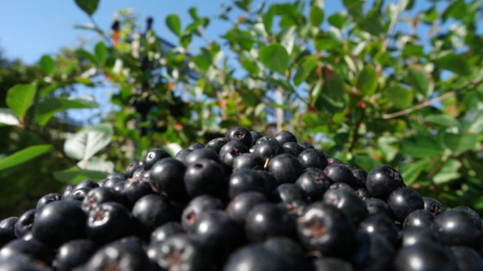 Frische Aroniabeeren kaufen Frische Aroniabeeren kaufen