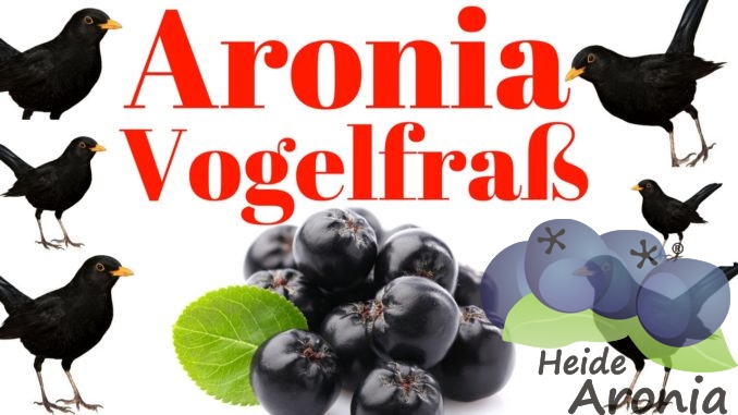 Aronia Vogelfraß Aronia Vogelfraß