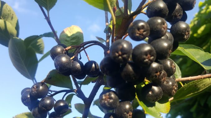 Aronia Pflanzen im Garten Aronia Pflanzen im Garten