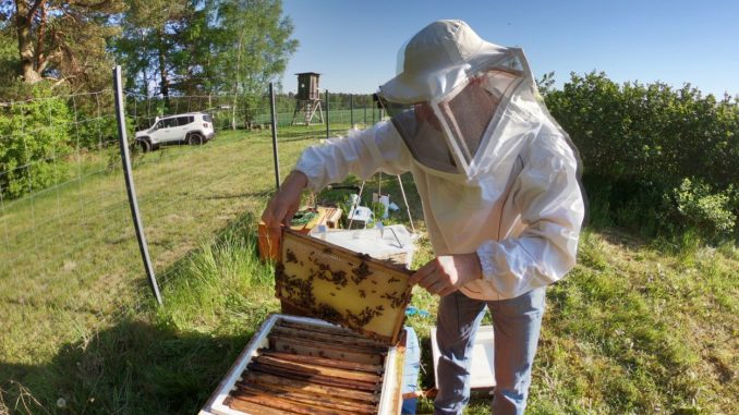 Aronia Honig direkt vom Imker Aronia Honig direkt vom Imker