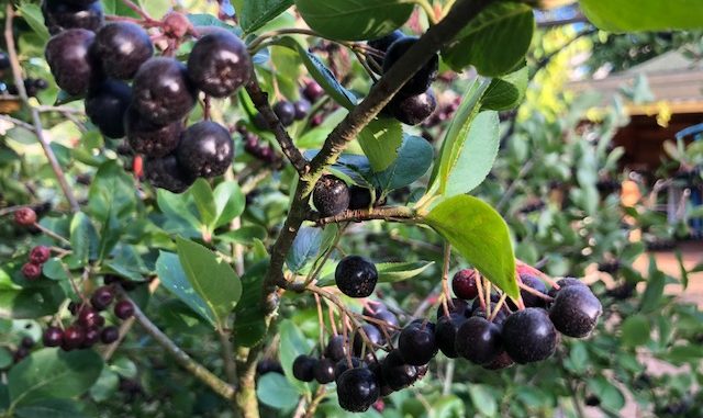 Frische Bio Aroniabeeren Frische Bio Aroniabeeren