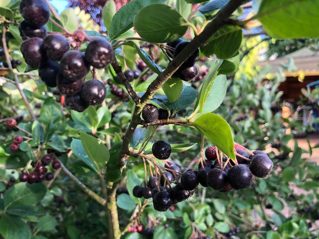 Frische Bio Aroniabeeren