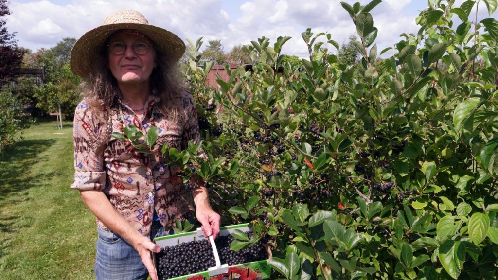 Aronia Erntefest