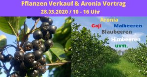 Aronia Pflanzen Verkauf