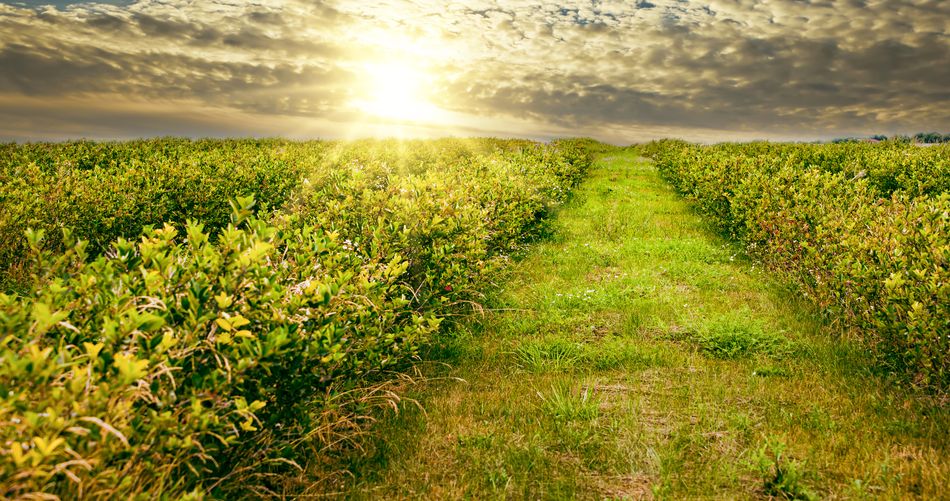 Aronia Plantage anlegen